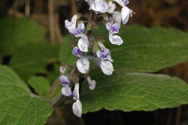 APII jpeg image of Plectranthus parviflorus  © contact APII