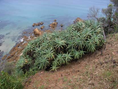 APII jpeg image of Aloe arborescens  © contact APII