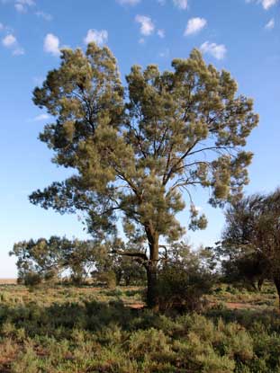 APII jpeg image of Casuarina cristata  © contact APII