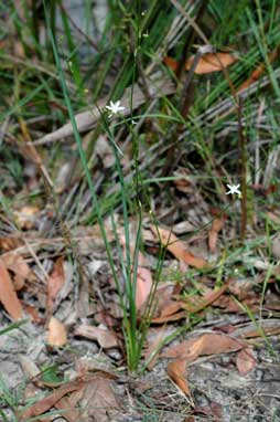 APII jpeg image of Caesia parviflora var. parviflora  © contact APII