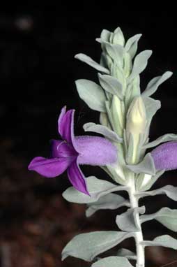 APII jpeg image of Eremophila hygrophana  © contact APII