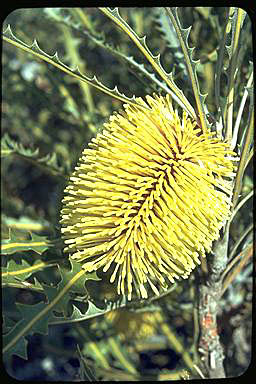 APII jpeg image of Banksia elderiana  © contact APII