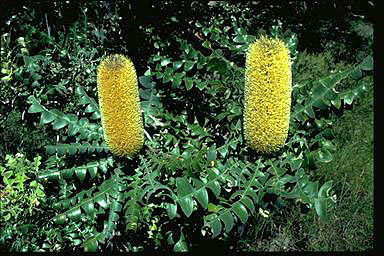 APII jpeg image of Banksia grandis  © contact APII