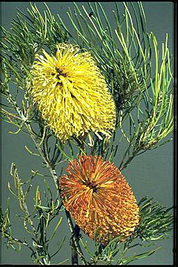 APII jpeg image of Banksia grossa  © contact APII