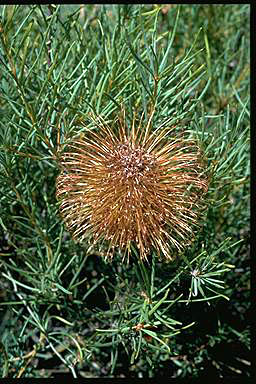 APII jpeg image of Banksia incana  © contact APII