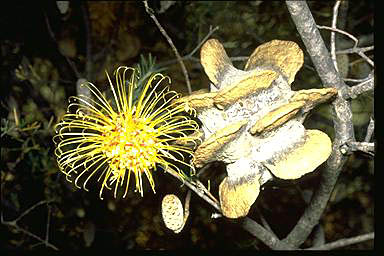 APII jpeg image of Banksia laricina  © contact APII