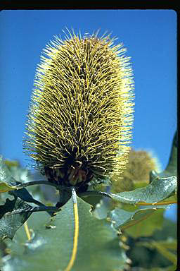 APII jpeg image of Banksia robur  © contact APII