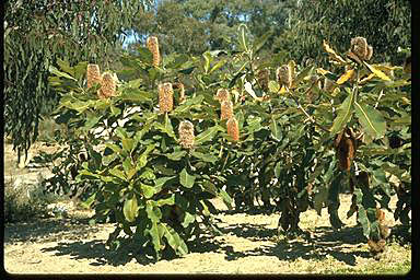 APII jpeg image of Banksia robur  © contact APII