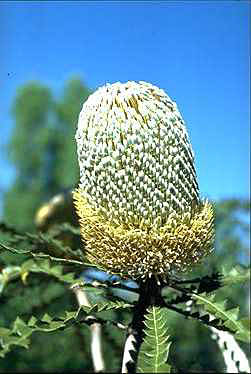 APII jpeg image of Banksia speciosa  © contact APII