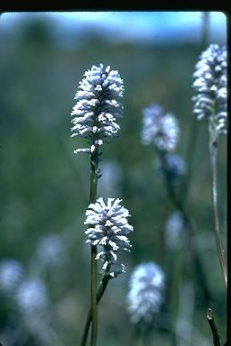 APII jpeg image of Conospermum huegelii  © contact APII