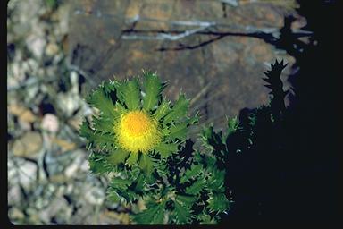 APII jpeg image of Banksia obovata  © contact APII