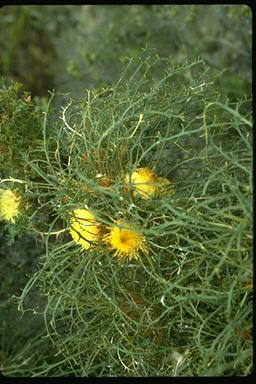 APII jpeg image of Banksia prolata subsp. archeos  © contact APII