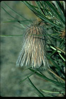 APII jpeg image of Banksia splendida subsp. splendida  © contact APII