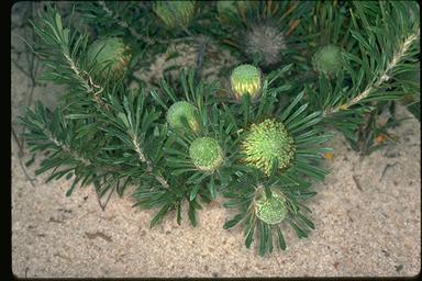 APII jpeg image of Banksia tridentata  © contact APII