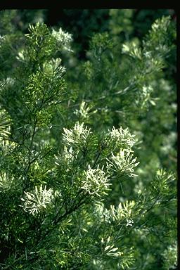 APII jpeg image of Grevillea anethifolia  © contact APII