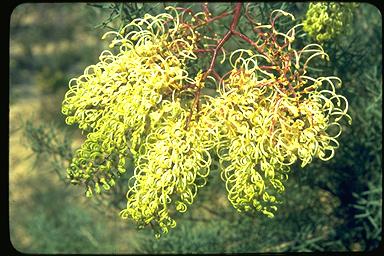 APII jpeg image of Grevillea annulifera  © contact APII