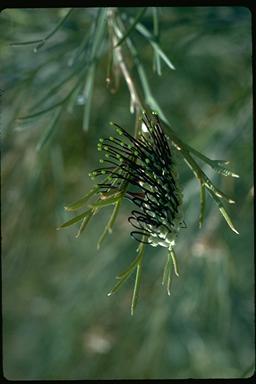 APII jpeg image of Grevillea apiciloba  © contact APII