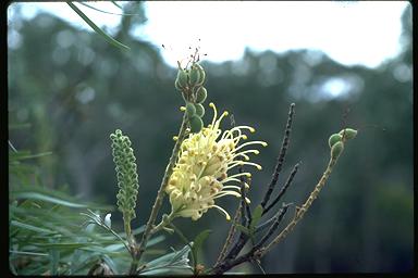 APII jpeg image of Grevillea banksii  © contact APII