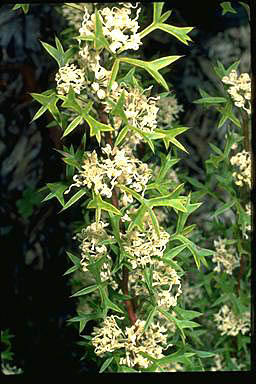 APII jpeg image of Grevillea brevicuspis  © contact APII