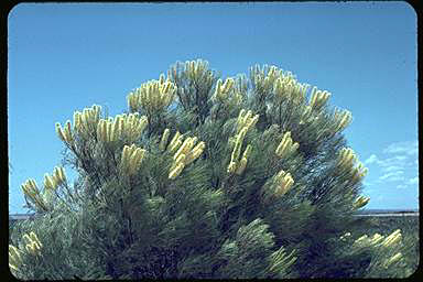 APII jpeg image of Grevillea candelabroides  © contact APII