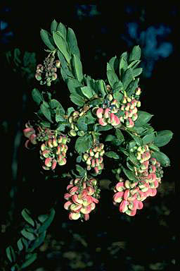 APII jpeg image of Grevillea iaspicula  © contact APII