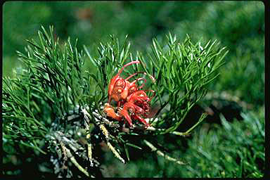 APII jpeg image of Grevillea maxwellii  © contact APII