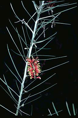 APII jpeg image of Grevillea parallelinervis  © contact APII