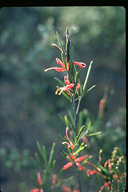 APII jpeg image of Grevillea parviflora  © contact APII