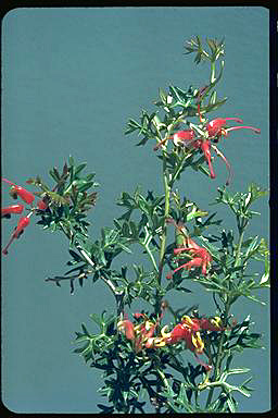 APII jpeg image of Grevillea patentiloba  © contact APII