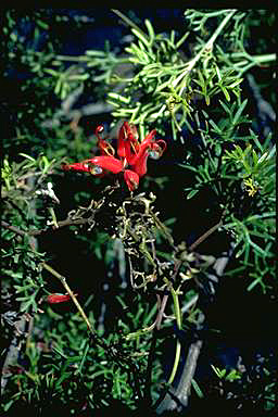 APII jpeg image of Grevillea patentiloba  © contact APII