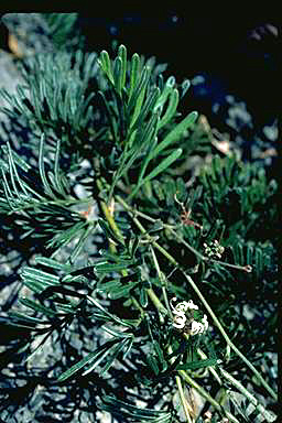 APII jpeg image of Grevillea prostrata  © contact APII