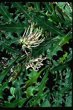 APII jpeg image of Grevillea renwickiana  © contact APII