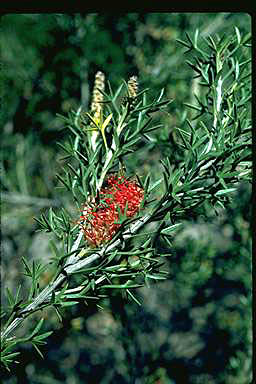 APII jpeg image of Grevillea tetragonoloba  © contact APII