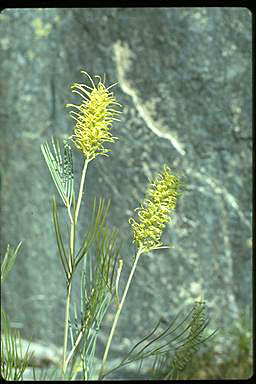 APII jpeg image of Grevillea whiteana  © contact APII