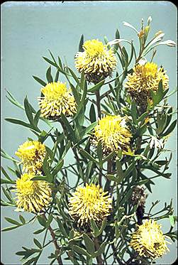 APII jpeg image of Isopogon tripartitus  © contact APII