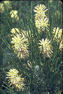 APII jpeg image of Petrophile semifurcata  © contact APII