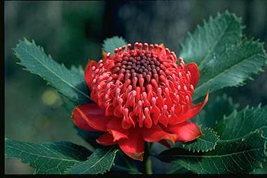 photo of waratah