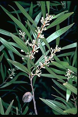 APII jpeg image of Hakea eriantha  © contact APII