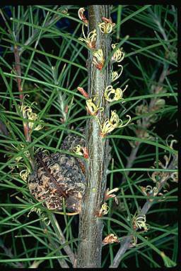 APII jpeg image of Hakea gibbosa  © contact APII