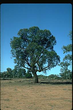 APII jpeg image of Hakea ivoryi  © contact APII