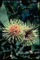 Hakea periolaris - click for larger image