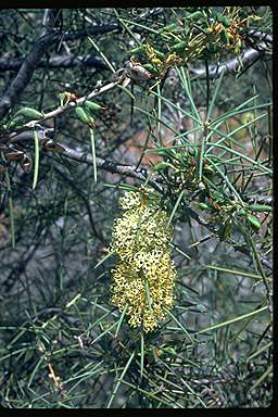 APII jpeg image of Hakea recurva  © contact APII