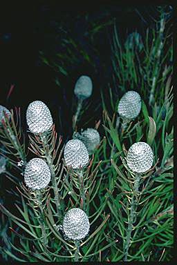 APII jpeg image of Isopogon anemonifolius  © contact APII