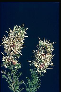 APII jpeg image of Isopogon asper  © contact APII