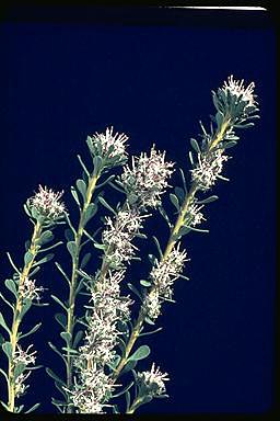 APII jpeg image of Isopogon buxifolius var. obovatus  © contact APII