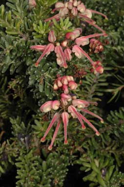 APII jpeg image of Grevillea lanigera 'Mt Tamboritha'  © contact APII