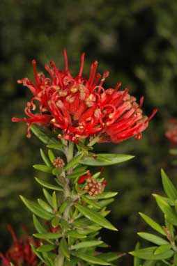 APII jpeg image of Grevillea 'New Blood'  © contact APII