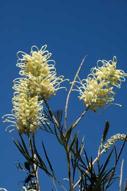 APII jpeg image of Grevillea 'Moonlight'  © contact APII