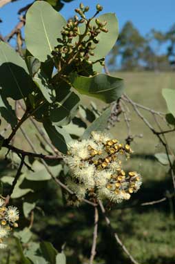 APII jpeg image of Corymbia peltata  © contact APII