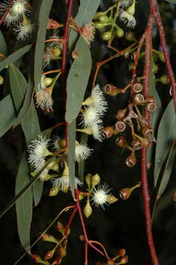 APII jpeg image of Eucalyptus melliodora  © contact APII